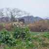 菜の花とハマダイコンの季節