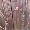 今年初めて見つけた花の蕾