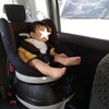 新生児からのチャイルドシート👶