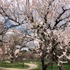 遅ればせながら、梅や桜の写真