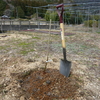 花香実（実梅）を植えました。Another Japanese Apricot (Ume for fruit)