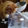 水飲み器と軍手猫