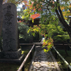 京都　紅葉　今が見ごろ　茶室と竹垣に妙があるもみじ寺 光悦寺