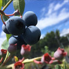 FUJISAWA BLUEBERRY FARMの様子（4）