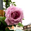 1週間でお腹が凹みました