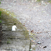 近隣自然公園のねこさん