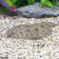 淡水カレイの飼育法 餌 種類 寿命 レイアウト 病気 大きさ等 abyの熱帯魚図鑑 淡水カレイの飼育法 餌 種類 寿命 レイアウト 病気 大きさ等 abyの熱帯魚図鑑