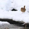 雪とミソサザイ