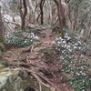 イワウチワ　横根山