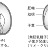 【小学生の理科入門（植物③）】有胚乳種子と無胚乳種子違い！？