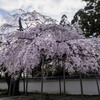 さすが秀吉！醍醐寺「太閤の桜」は見事でした