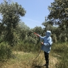 村の家にやってきました！👩‍🌾 オリーブのお世話と終わらぬ草刈り💦
