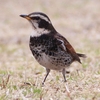 フォト・ライブラリー(355)大阪城公園〜鳥たちの生活