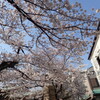 桜の季節