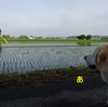 雨上がり