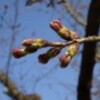 道後の桜はまだ固い