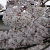 Sat. 　山桜