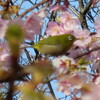 花一本あり人これを四方より