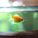 うちの金魚〜ほぼ闘病記〜