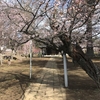 🌸春のいも桜week🌸千姫に会いに弘経寺に行って来ました！