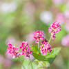 紅白のそばの花