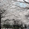 江戸桜通りの桜 2024年｜SAKURA FES NIHONBASHI（見頃、開花状況、ライトアップ、混雑状況、アクセス）中央区日本橋