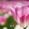 生まれ持った役割