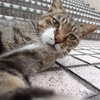 8月前半の #ねこ #cat #猫 その2