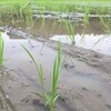 今年も田植え完了しました！