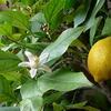『園芸』"レモン" の育て方と情報（4月に植え付けがおすすめ）