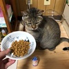 えぇぇぇぇえ！！！！　猫にLリジンって効果ないのぉぉぉお（涙）　結局、免疫力を付けるのが一番だな。。