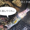 郡上吉田川を新作ミノーで釣る（8月初旬）