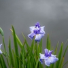 蒸々と本格梅雨モード・・