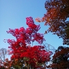 永観堂の紅葉②