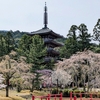 【京都観光】２０２５年春世界文化遺産醍醐寺に桜を見に行く