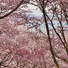 桜・鳶鴉山桜園