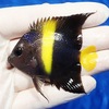 【現物1】アズファー 6.2cm± 海水魚 ヤッコ 餌付け!15時までのご注文で当日発送【ヤッコ】