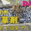 雨が降ったのに効果発揮したダイソーのお酢除草剤の効果がヤバイ！