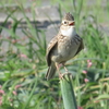 初めてヒバリ撮れる