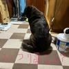 甲斐犬いわく。