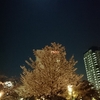 錦糸公園の夜桜・桜短歌2018