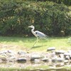 アオサギと神話