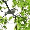 戸隠森林植物園