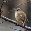 尉鶲（ジョウビタキ）♀