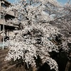 名前は無いけれど、桜を鑑賞できるスポットで春を感じてきました