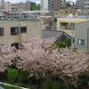 【新宿】ベランダから八重桜。