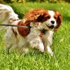 犬のしつけにポジティブ強化を取り入れる理由 | 鈴木祐介容疑者ブログ