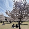 桜は満開だというに、花冷えで・・さらに・・