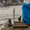家島諸島のねこさん