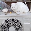 お金を使わないからお金が貯まる理屈(沢山ではない)